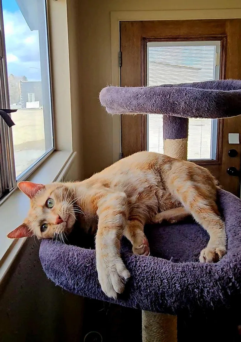 An adult large-sized male Orange & White American Shorthair cat named Arrow for adoption in Pinedale, WY