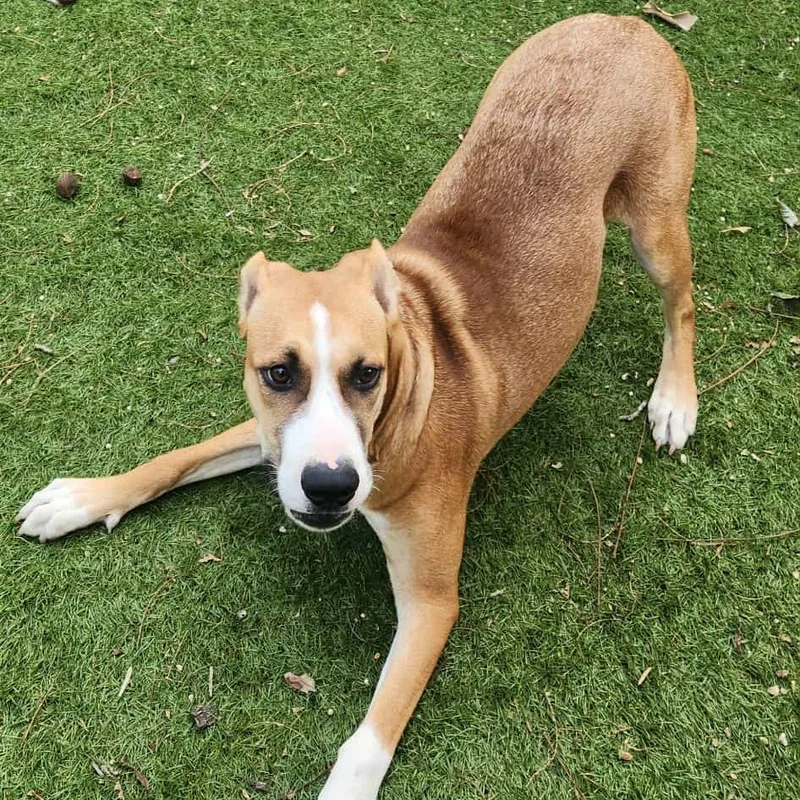 Harold Jum thumbnail 3