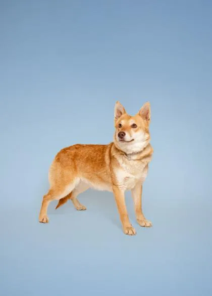 An adult medium-sized female Mixed Breed dog named Twitter for adoption in Sevierville, TN