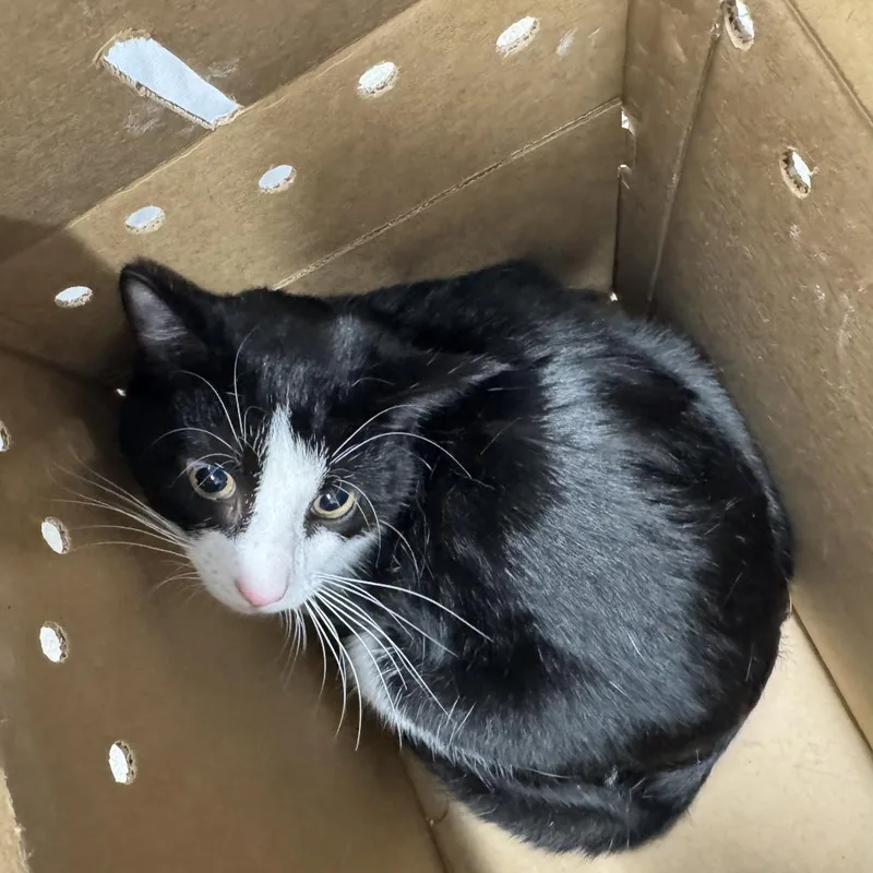 A young medium-sized male Black Domestic Short Hair cat named Squeek for adoption in Newark, NJ