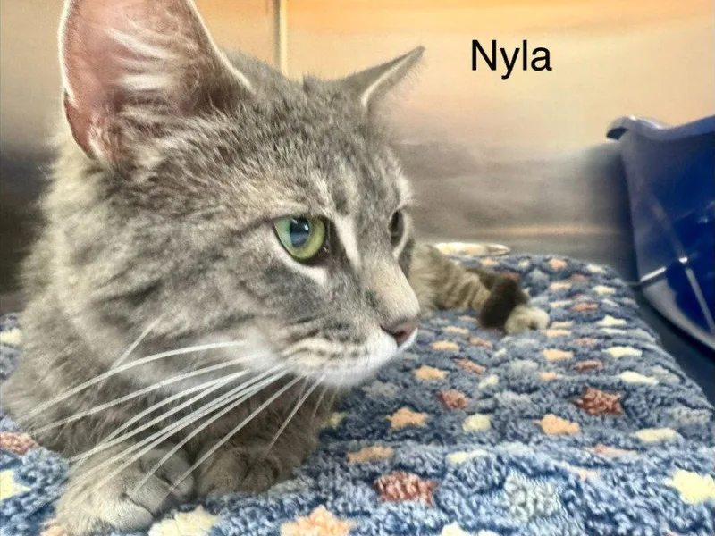 Nyla thumbnail 2