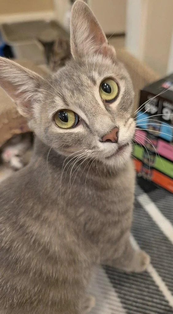 Nyla thumbnail 3