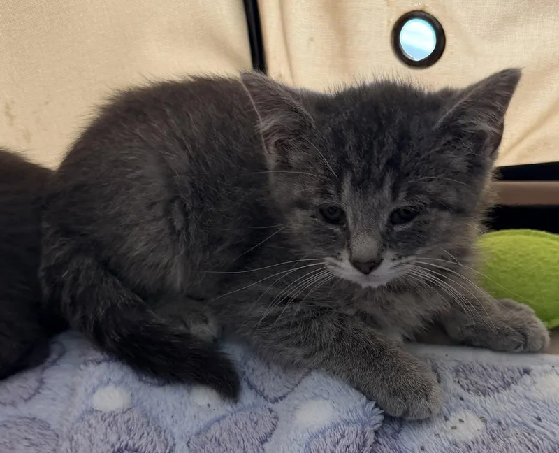 Scooter thumbnail 3