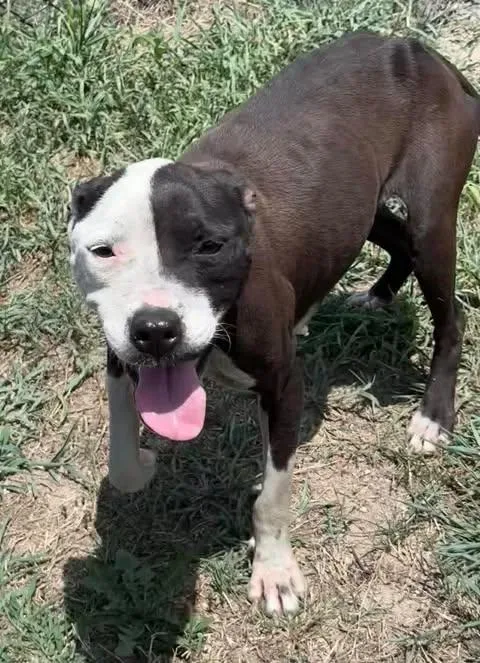 A young medium-sized female Black Mixed Breed dog named Minnie for adoption in Chesterfield, SC