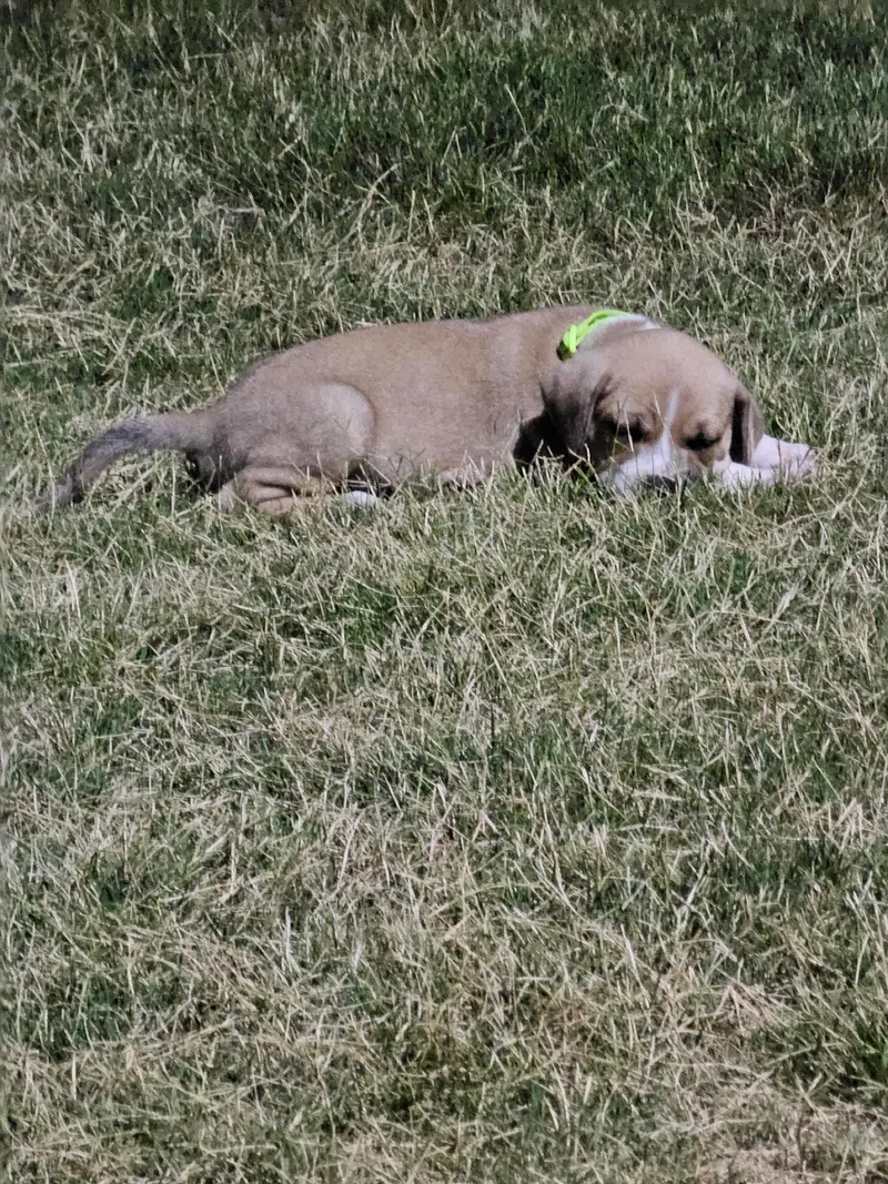 A baby large-sized male Pit Bull Terrier dog named Jordan for adoption in Holly Springs, NC
