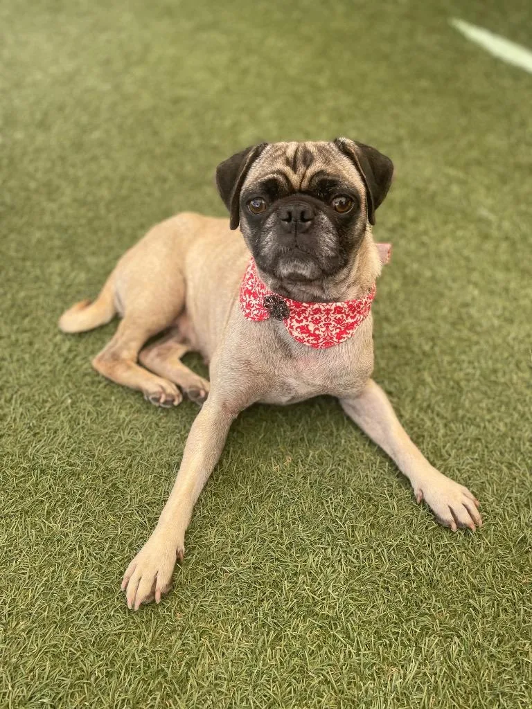 An adult small-sized female Pug dog named Fifer for adoption in Gardena, CA