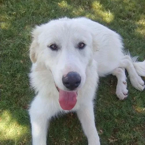 A baby large-sized female White / Cream Great Pyrenees dog named Star for adoption in Spring, TX
