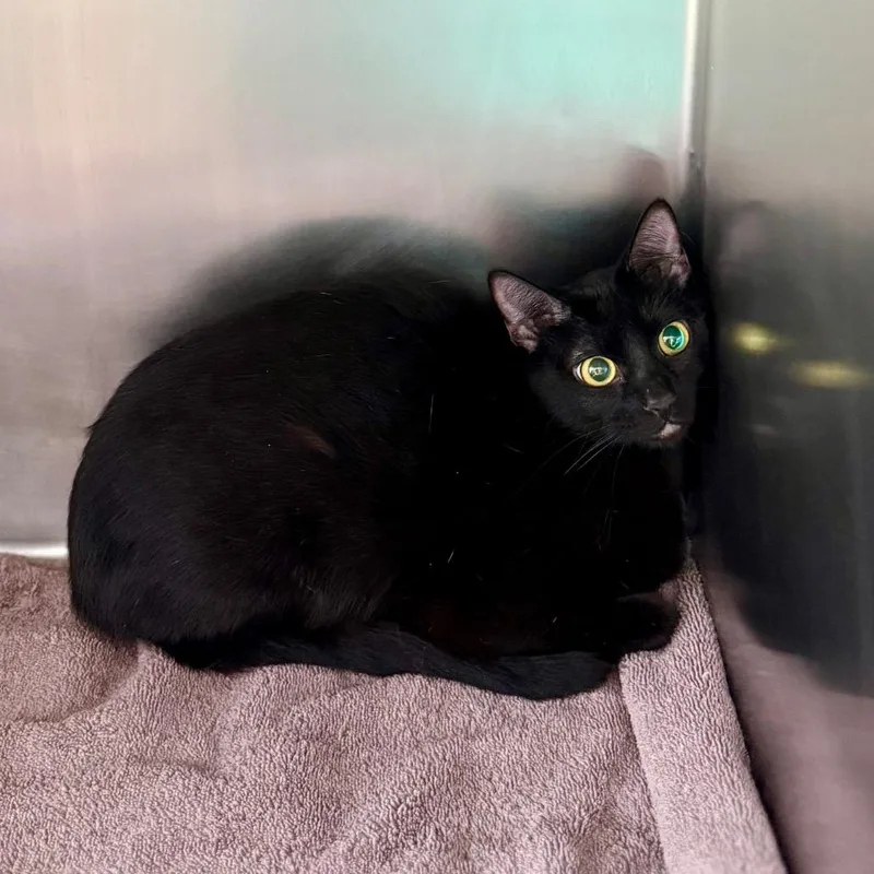 A young medium-sized female Black Domestic Short Hair cat named Winnie for adoption in Council Bluffs, IA