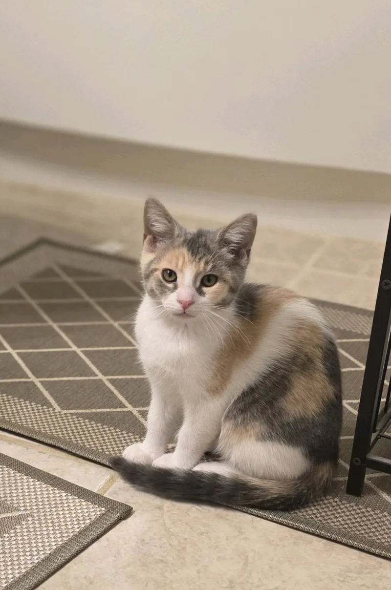 A baby medium-sized female Dilute Calico cat named Poppi for adoption in Greensburg, PA
