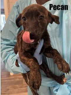 A baby small-sized male Mixed Breed dog named Pecan for adoption in Rock Hill, NY