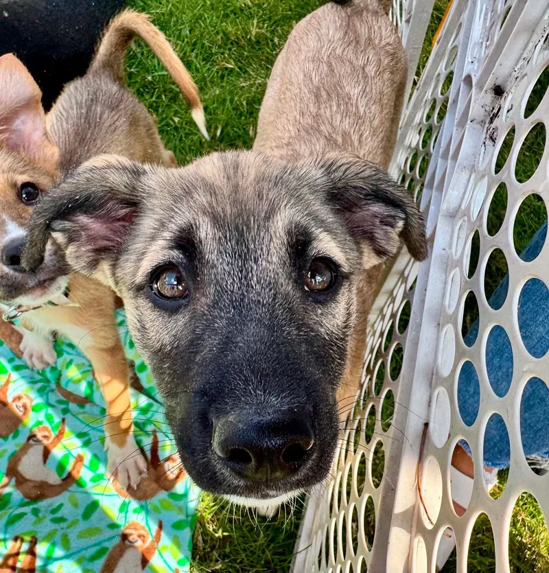 A baby medium-sized male Husky dog named Baide for adoption in Germantown, OH