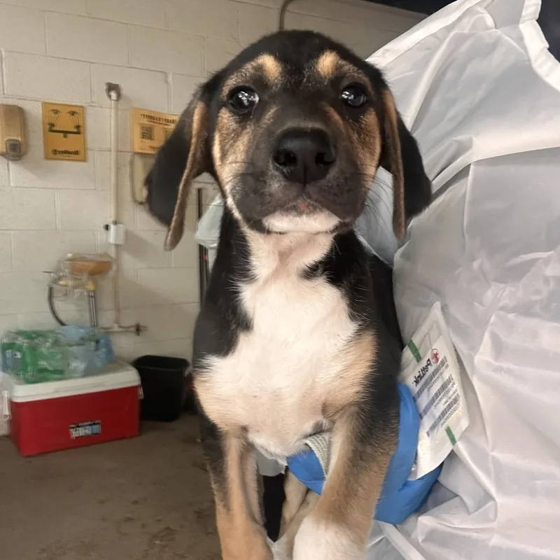 A baby medium-sized female Black Shepherd dog named Prada for adoption in Edinburg, TX