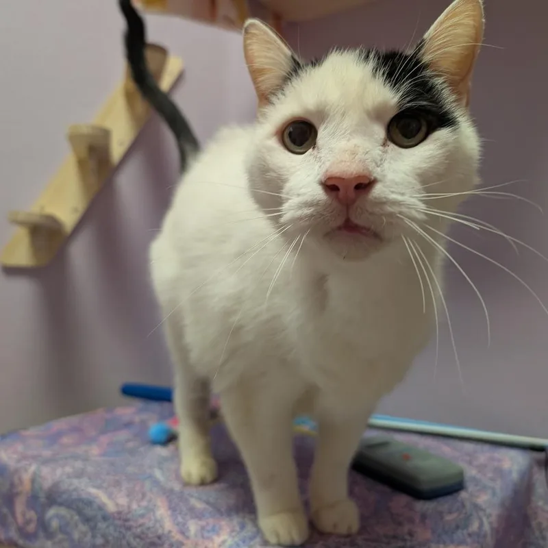 An adult large-sized male White Domestic Short Hair cat named Salt for adoption in Titusville, FL