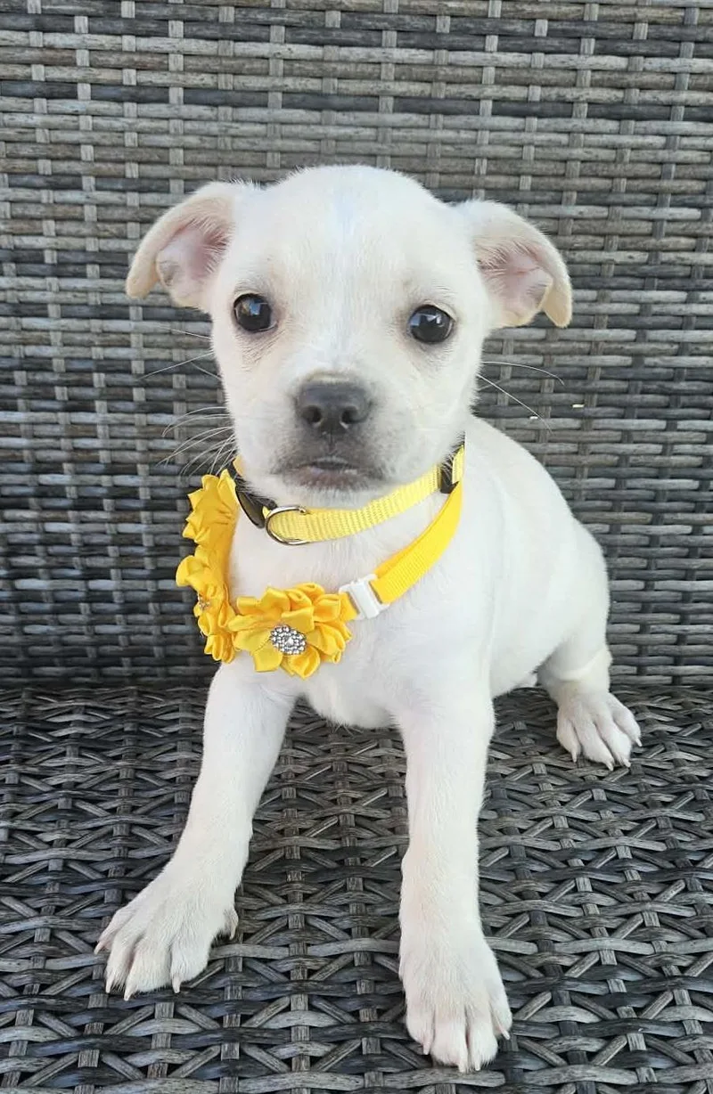 Charlee thumbnail 2