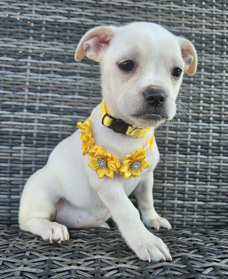 Charlee thumbnail 3