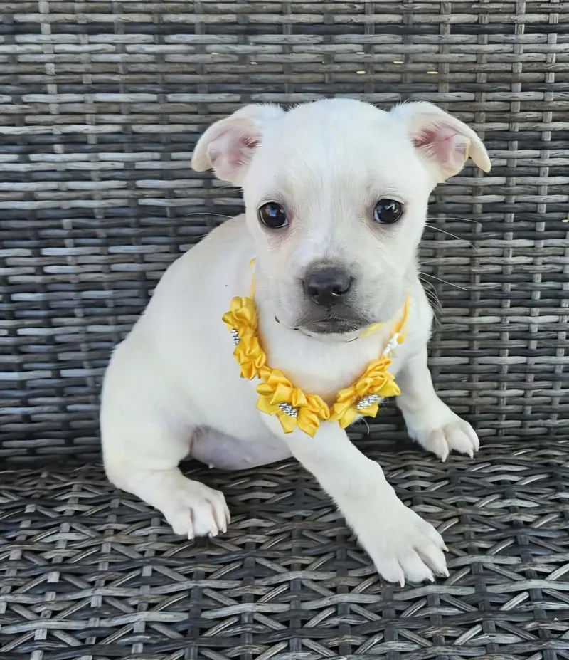 Charlee thumbnail 4