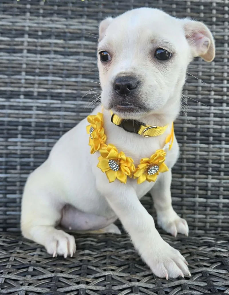 Charlee thumbnail 5