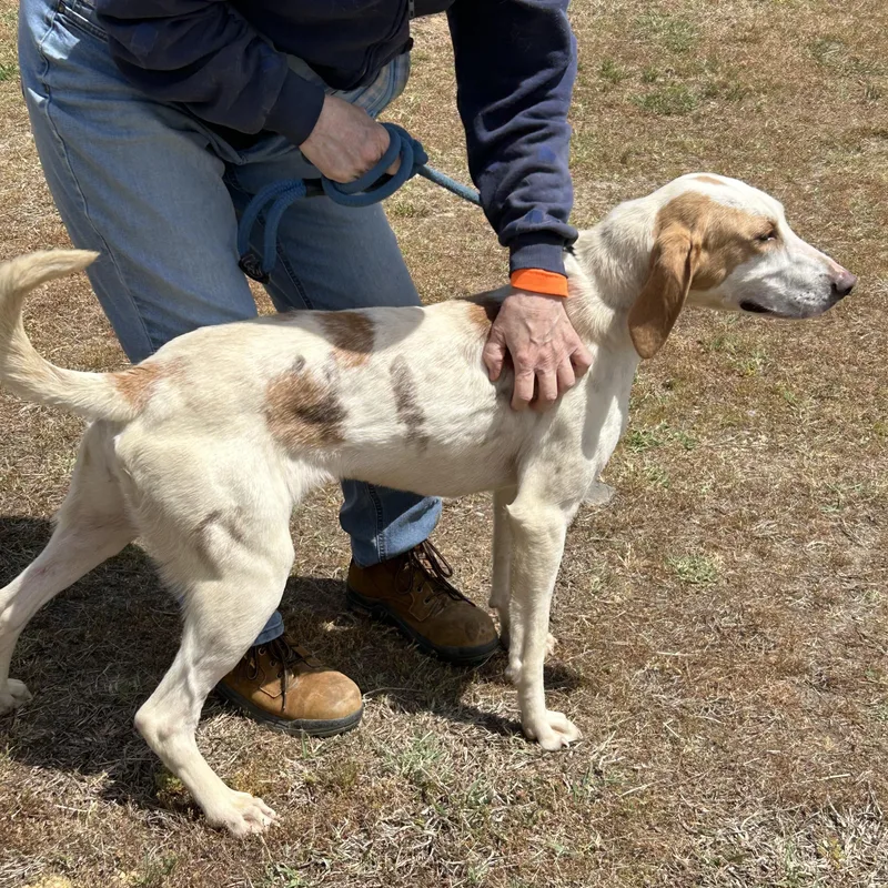 An adult medium-sized female Apricot / Beige Hound dog named Sprite for adoption in Charles City, VA