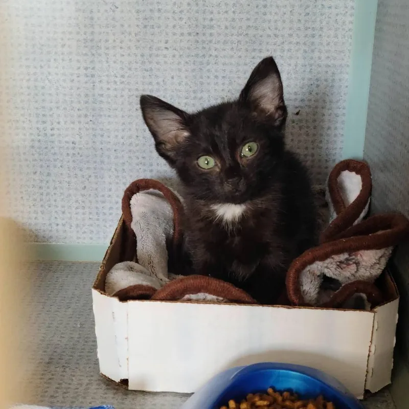 A baby small-sized male Black Domestic Short Hair cat named Spock for adoption in Russellville, KY