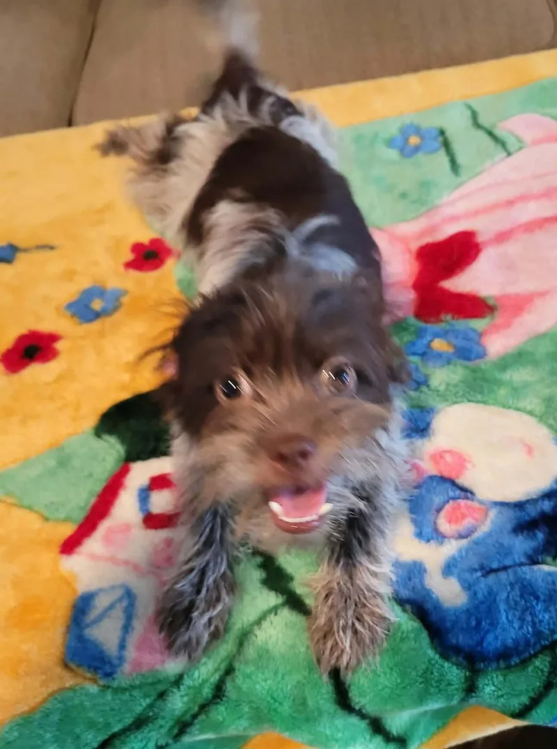 A young small-sized male Affenpinscher dog named Dozer for adoption in Gregory, TX