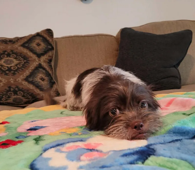 Dozer thumbnail 4