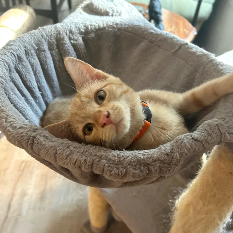 A baby medium-sized male Orange / Red Domestic Short Hair cat named Smores for adoption in Apex, NC