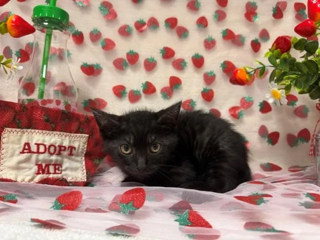 A baby small-sized male Domestic Short Hair cat named Zucchini for adoption in Fairfield, CA