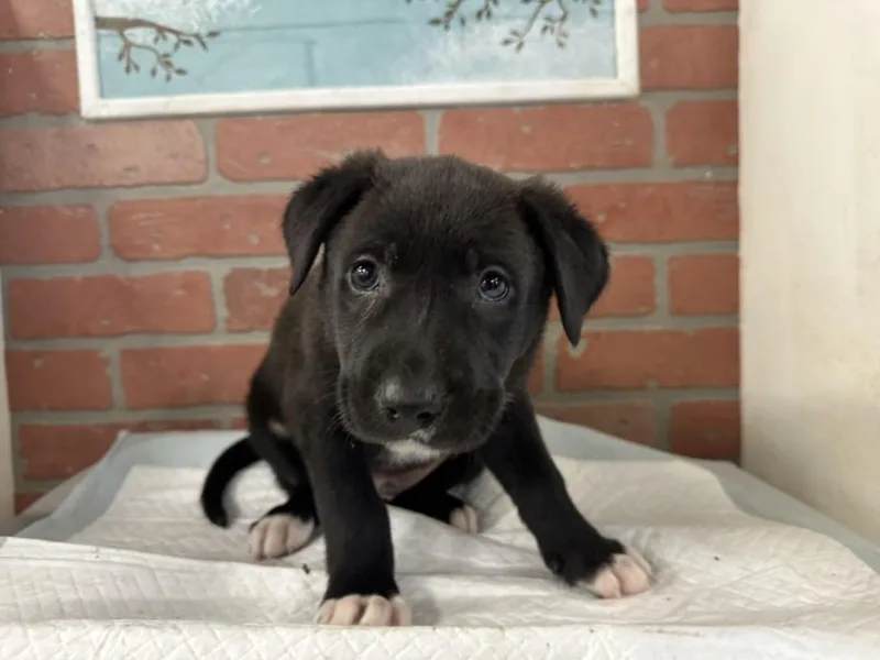 A baby small-sized male Labrador Retriever dog named Nico for adoption in Houston, TX