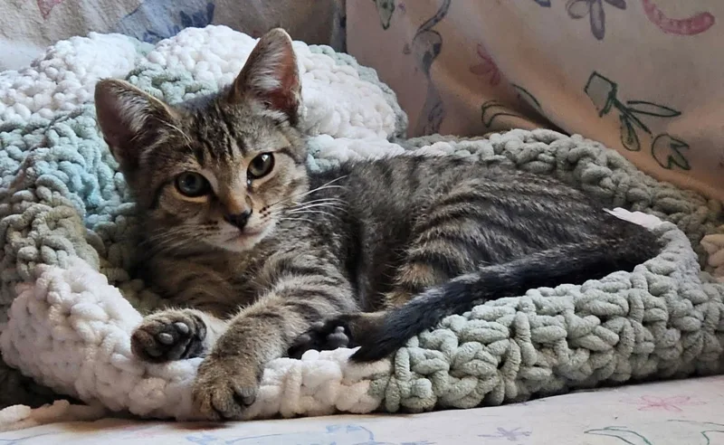 A baby medium-sized male Tabby (Gray / Blue / Silver) Domestic Short Hair cat named Parker for adoption in Queen Creek, AZ