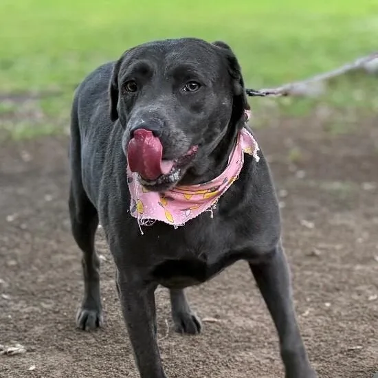 An adult large-sized female Gray / Blue / Silver Labrador Retriever dog named Lola The Ball Playing for adoption in Friendswood, TX