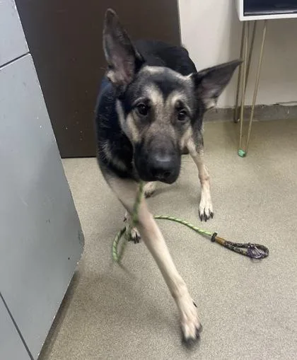 A young large-sized male Shepherd dog named Ranger for adoption in Palm Coast, FL