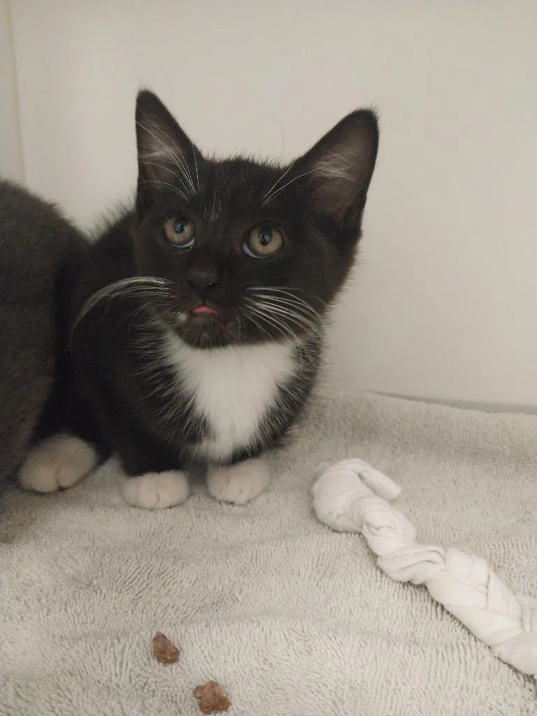 A baby small-sized male Domestic Short Hair cat named Green Bean for adoption in Oxford, NC