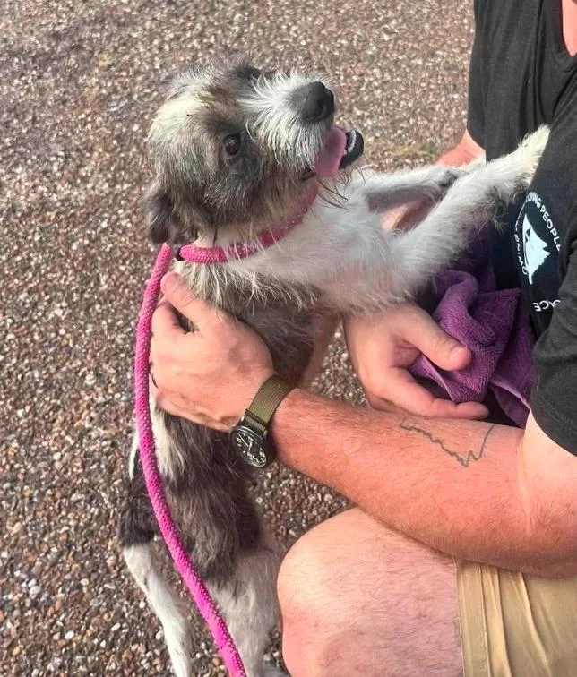A baby small-sized female Terrier dog named Miss Cherry Skedaddle for adoption in El Dorado, AR