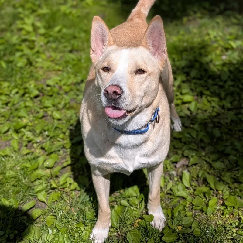 An adult medium-sized male Yellow / Tan / Blond / Fawn Labrador Retriever dog named Ritz for adoption in Milan, IL