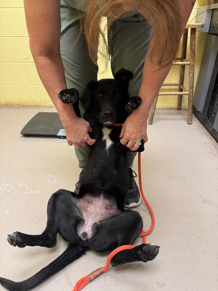 A baby medium-sized female Labrador Retriever dog named Fidget for adoption in Crossville, TN