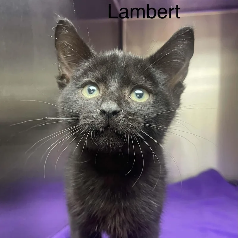 A baby medium-sized male Black Bombay cat named Little Lambert for adoption in Wyandotte, MI