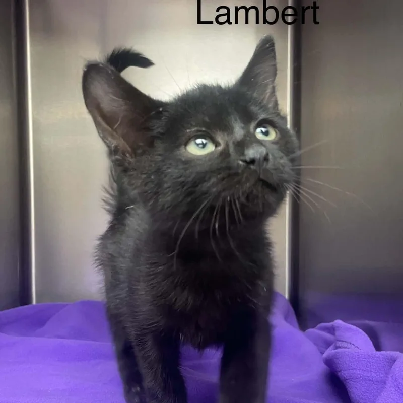 Little Lambert thumbnail 3