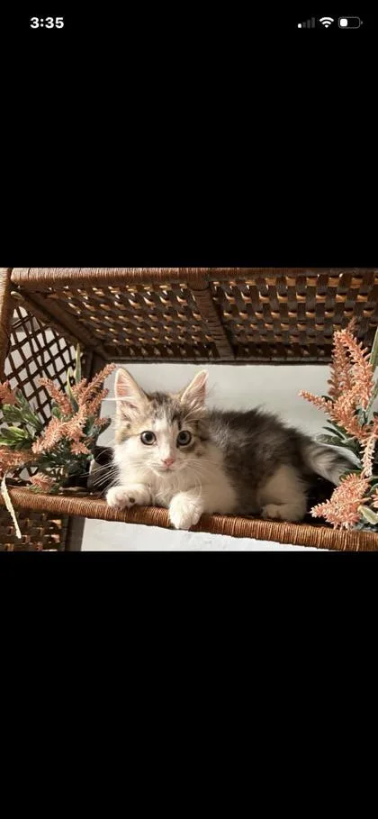 A baby small-sized female Domestic Medium Hair cat named Sammie for adoption in Gainesville, FL