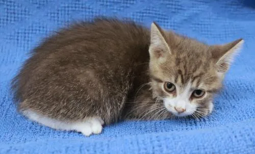A young medium-sized male Gray & White Domestic Short Hair cat named Sprig for adoption in Thief River Falls, MN