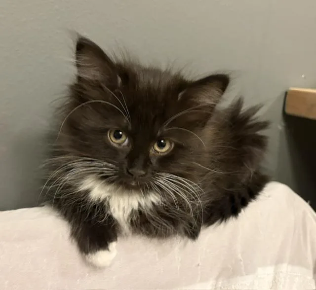 Lady Whiskerdown