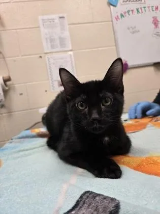 A baby small-sized male Domestic Short Hair cat named Chutes for adoption in Westland, MI