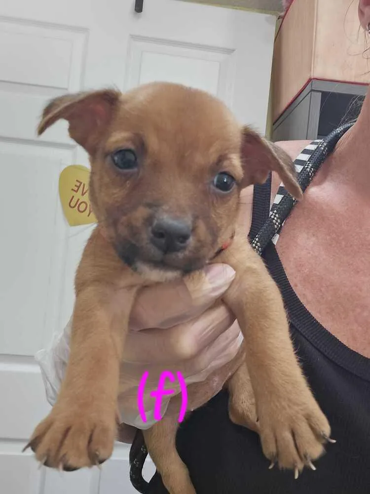 A baby small-sized female American Bulldog dog named Henna  Hattie for adoption in Lakeland, FL