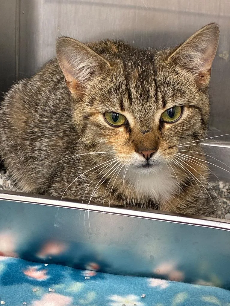 A young small-sized female Domestic Short Hair cat named Saffron for adoption in Hartsville, SC