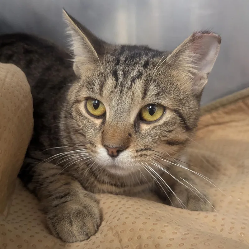 An adult large-sized male Domestic Short Hair cat named Blink for adoption in Evansville, IN