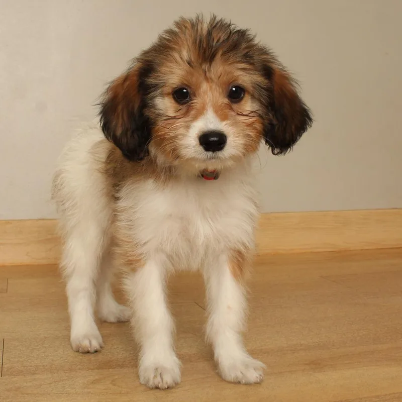 A baby small-sized male Shih Tzu dog named Goliath D for adoption in Minnetonka, MN