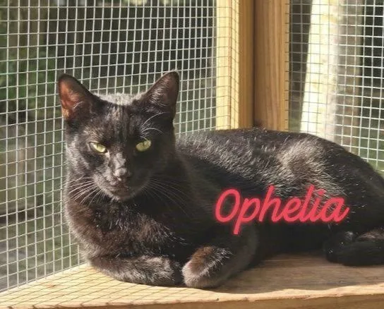 Ophelia thumbnail 3
