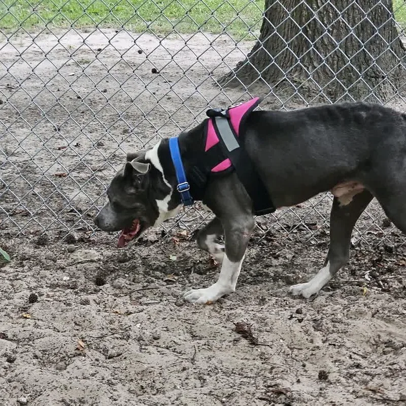 A senior large-sized male Gray / Blue / Silver Mixed Breed dog named Ralph Nader for adoption in Middleburg, FL
