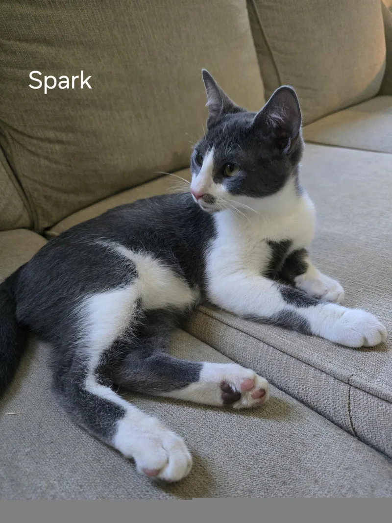 A young medium-sized male Domestic Short Hair cat named Spark for adoption in Phoenix, AZ