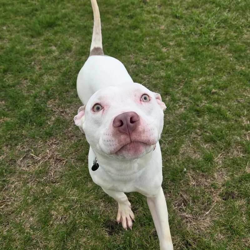 An adult medium-sized male White / Cream Mixed Breed dog named Algernon for adoption in Pontiac, IL