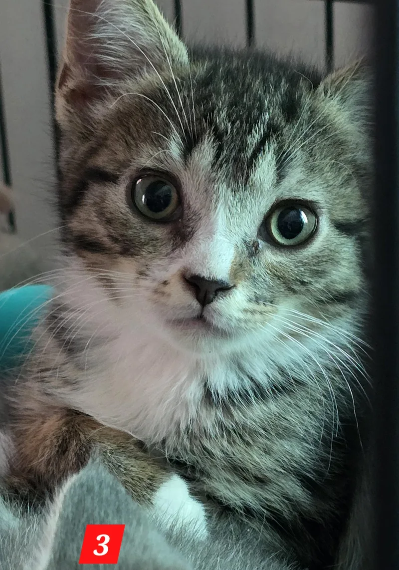 A baby small-sized female Gray & White Tabby cat named Three for adoption in Buena Vista, VA